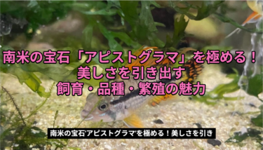 南米の宝石「アピストグラマ」を極める！美しさを引き出す飼育・品種・繁殖の魅力