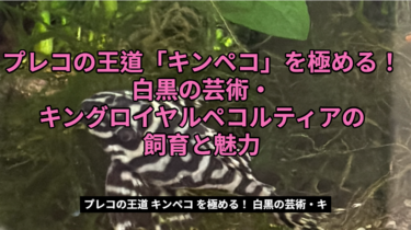 プレコの王道「キンペコ」を極める！白黒の芸術・キングロイヤルペコルティアの飼育と魅力