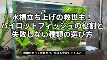 水槽立ち上げの救世主！パイロットフィッシュの役割と失敗しない種類の選び方