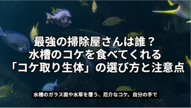 最強の掃除屋さんは誰？水槽のコケを食べてくれる「コケ取り生体」の選び方と注意点
